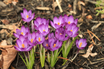 purple crocus