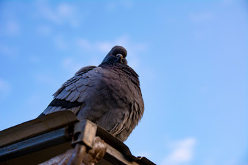 The Dove sitting on roof