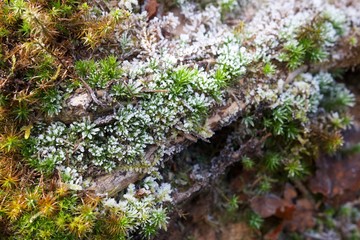 As winter comes, the forest ground displays a beautiful variety of colours with a bright white frost.