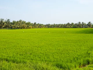 Foto op Plexiglas Lush green rice paddock in the Mekong River Delta - Tra Vinh, Vietnam © lkonya