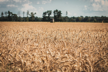 Wheat field closeup. Wheat field with watch tower in the background. 