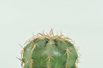 cactus isolated on white background