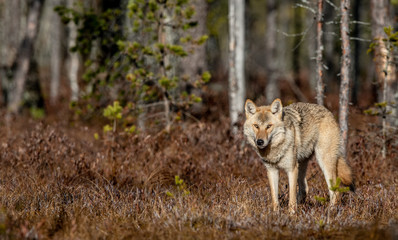 Naklejka na ściany i meble Eurasian wolf, also known as the gray or grey wolf also known as Timber wolf. Scientific name: Canis lupus lupus. Natural habitat. Autumn forest.