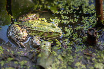 Frog in the water. Isolated frog with blurred background and copyspace.