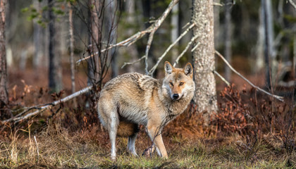 Naklejka na ściany i meble Eurasian wolf, also known as the gray or grey wolf also known as Timber wolf. Scientific name: Canis lupus lupus. Natural habitat. Autumn forest.