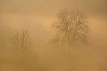 Obraz na płótnie Canvas trees during foggy morning