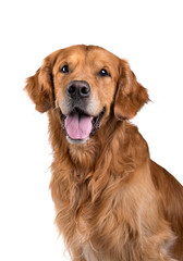 Portrait of Golden Retriever dog on white background