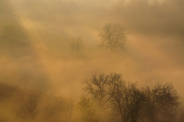trees during foggy morning