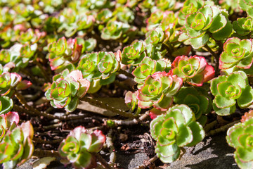 succulents in autumn