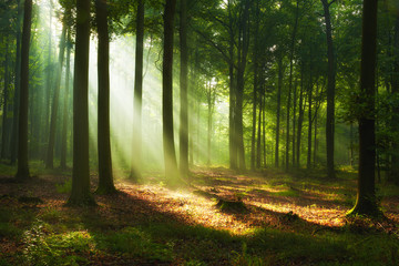 Beautiful morning in the forest © Piotr Krzeslak