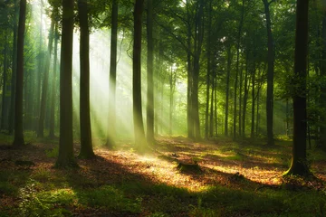 Fototapeten Wald Schönen Morgen im Wald  © Piotr Krzeslak