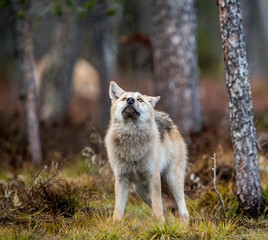 Fototapeta premium Eurasian wolf, also known as the gray or grey wolf also known as Timber wolf. Scientific name: Canis lupus lupus. Natural habitat. Autumn forest..