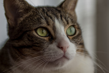 Gato mirando por la ventana