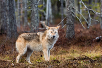 Eurasian wolf, also known as the gray or grey wolf also known as Timber wolf.  Scientific name: Canis lupus lupus. Natural habitat. Autumn forest.