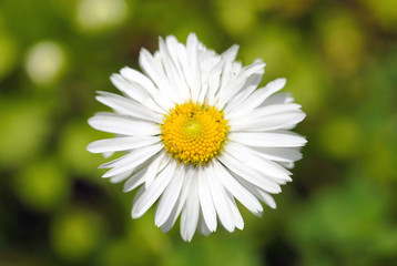Fototapeta premium Beautiful white Daisy flower on green grass