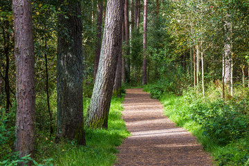 Obraz premium Walking path in the Devilla Forest