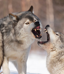 Timber wolf © Joe