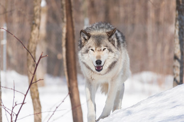 Timber wolf