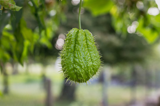 Fresh chayote surrounded by leaves in the garden