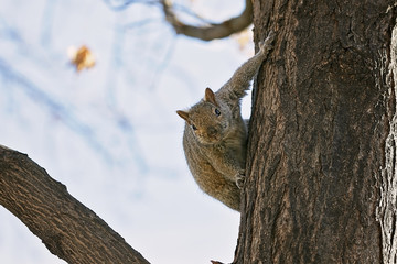 squirrel on a tree