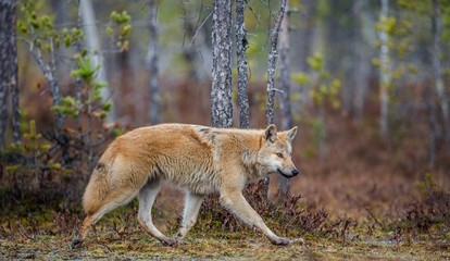 A wolf sneaks through the autumn forest. Eurasian wolf, also known as the gray or grey wolf also known as Timber wolf.  Scientific name: Canis lupus lupus. Natural habitat. Autumn forest..
