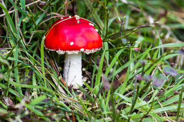 Bright red Mushroom