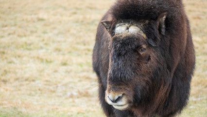 Fototapeta premium A lone musk ox profile