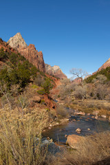plants and river near zion national park