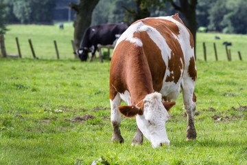 Obraz premium dairy cows in Scotland