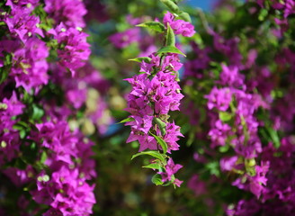 flowers in the garden