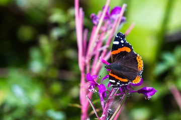 Colorful butterfly on a flower