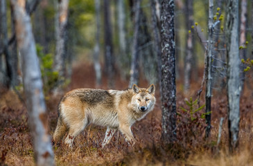 Fototapeta premium A wolf sneaks through the autumn forest. Eurasian wolf, also known as the gray or grey wolf also known as Timber wolf. Scientific name: Canis lupus lupus. Natural habitat. Autumn forest..