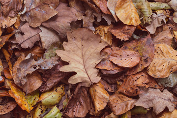 Beautiful autumn background with yellow, orange and brown leaves