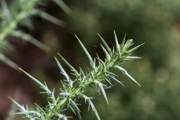 Onopordum acanthium – Scotch Thistle