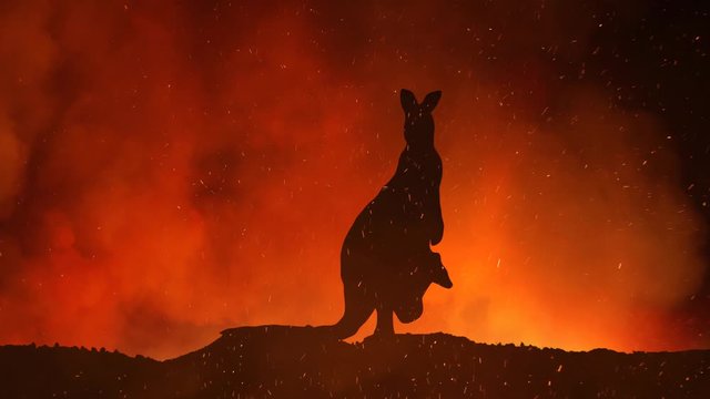Kangaroo Caught In The Austalian Wildfire