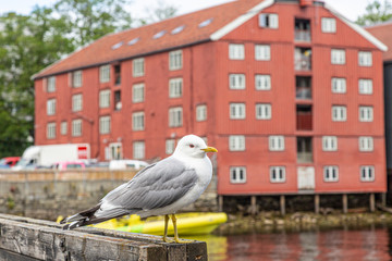 Portrait of seagull sitting in front of a red colored house during daytime