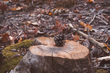 Pine cone on wooden log