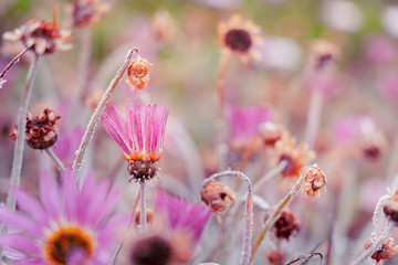 Everlasting Daisies or Strawflowers - RHODANTHE