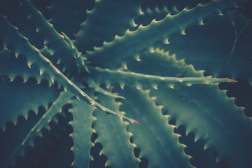 green leaves background; nature background