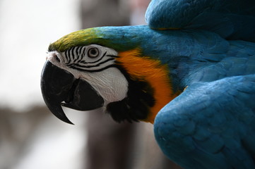 Macaw 3