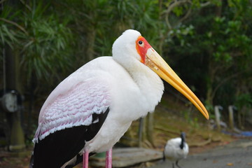 Large Pelican