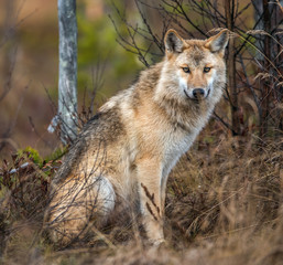Eurasian wolf, also known as the gray or grey wolf also known as Timber wolf.  Scientific name: Canis lupus lupus. Natural habitat. Autumn forest..