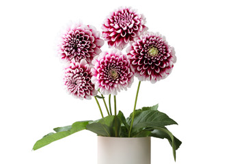 Bouquet of five purple dahlia with white edges of petals flowers isolated on white background