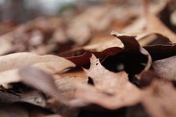 leaves on the ground