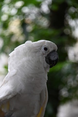 White Cackatoo 2