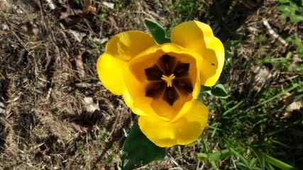 yellow tulip in bloom