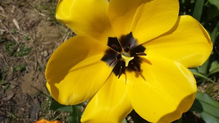 yellow tulip in full bloom