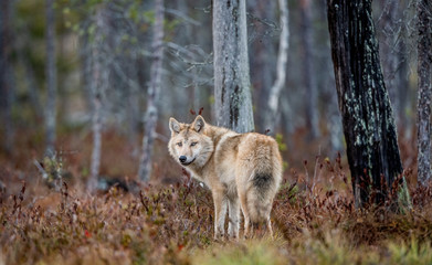 Eurasian wolf, also known as the gray or grey wolf also known as Timber wolf.  Scientific name: Canis lupus lupus. Natural habitat. Autumn forest.