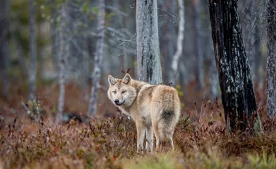 Zelfklevend Fotobehang Euraziatische wolf, ook bekend als de grijze of grijze wolf, ook bekend als de houtwolf. Wetenschappelijke naam: Canis lupus lupus. Natuurlijke leefomgeving. Herfst bos. © Uryadnikov Sergey