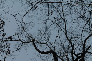 branches of tree against a dark sky